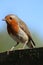 Adult robin, erithacus rubecula, stood on fence