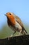 Adult robin, erithacus rubecula, stood on fence