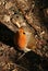 Adult robin, erithacus rubecula, stood on ground