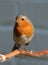 Adult robin, erithacus rubecula, stood on twig