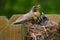 Adult robin with young