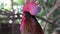 Adult rooster with red crest, curious rooster