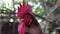 Adult rooster with red crest, curious rooster,