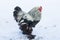 Adult rooster walks in the cold snow.