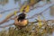 Adult Rose coloured Starling in Acacia tree