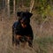 Adult rottweiler female stand in the sun