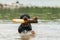 Adult Rottweiler Playing In The River