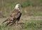 Adult Rough legged hawk