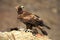 Adult royal eagle with a gene watch from his innkeeper