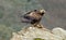 Adult royal eagle with a prey on the rock