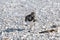 Adult Ruddy Turnstone on one leg among the seashells on Sanibel Island