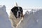 Adult Saint Bernard dog playing around in Snow during winter