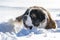 Adult Saint Bernard dog playing around in Snow during winter