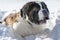 Adult Saint Bernard dog playing around in Snow during winter