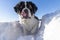 Adult Saint Bernard dog playing around in Snow during winter