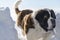 Adult Saint Bernard dog playing around in Snow during winter