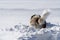 Adult Saint Bernard purebred dog playing around in deep Snow