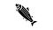 adult salmon glyph icon animation