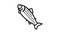 adult salmon line icon animation