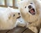 An adult Samoyed dog growls at a small puppy
