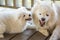 An adult Samoyed dog growls at a small puppy