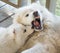 An adult Samoyed dog growls at a small puppy
