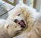 An adult Samoyed dog growls at a small puppy