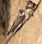Adult sand martins Riparia riparia perched on a tree branch in Denmark. With in the background the colours of the sand wall.