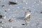 Adult Sanderling in winter coat probing for food on Sanibel Island in Florida