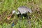 Adult Sandhill crane (Antigone canadensis) interacting with young chick