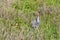 Adult Sandhill crane (Antigone canadensis) and young chick foraging