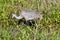 Adult Sandhill crane (Antigone canadensis) and young chick foraging in tall grass