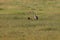 Adult Sandhill Crane with Baby