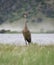 Adult Sandhill Crane Facing the Camera while Standing in a Grass