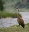 An Adult Sandhill Crane Facing Left at the River`s Edge