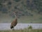 Adult Sandhill Crane Facing Right Standing in a Grassy Field