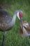 Adult Sandhill Crane Showing Detail in the Head and Beak