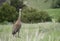 An Adult Sandhill Crane Standing in a Field Startled by the Came