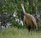 An Adult Sandhill Crane Startled by the Camera