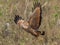 Adult Savanna Hawk In Flight