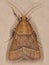 Adult Scaly-legged Pyralid Moth