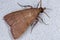 Adult Scaly-legged Pyralid Moth