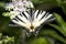 Adult of Scarce Swallowtail /Iphiclides podalirius