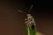 Adult Scentless Plant Bug