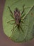 Adult Scentless Plant Bug