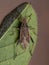 Adult Scentless Plant Bug