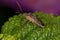 Adult Scentless Plant Bug