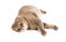 Adult Scottish Fold cat lies on white background