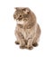 Adult Scottish Fold cat sitting in front on white background