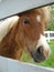 An adult Scottish pony playfully glances at others from behind a white wooden fence. White-brown horse